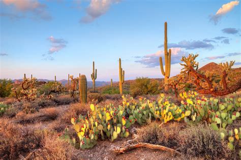 BANCO DE IMÁGENES GRATIS: Paisaje en el desierto de Sonora (Cactus y