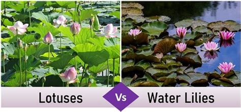Difference Between Water Lily And Lotus With Comparison Chart
