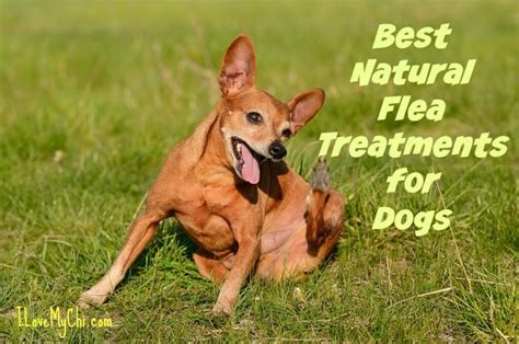 Best Natural Flea Treatments For Dogs I Love My Chi