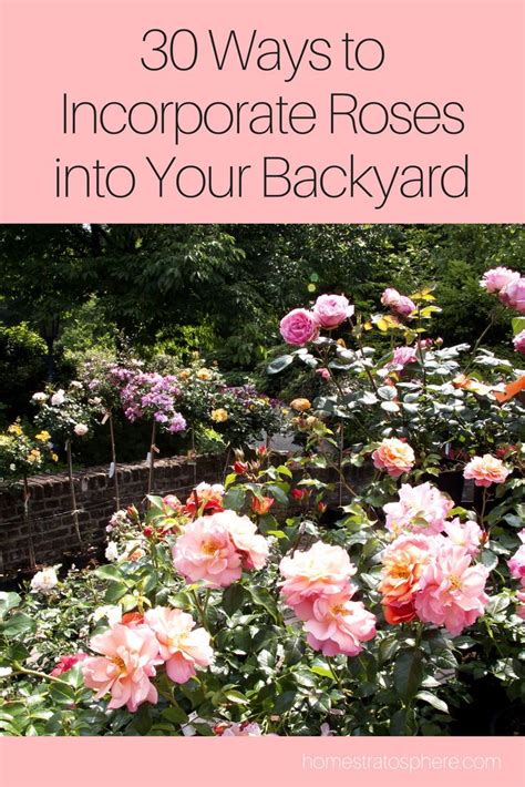 Pink Roses In The Garden With Text Overlay That Reads 30 Ways To