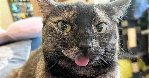 Why Do Cats Blep Sheer Cuteness Or Underlying Reasons We Love
