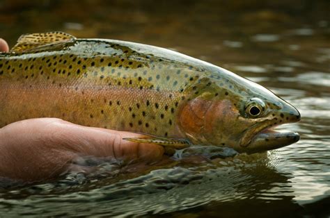 6 Easy Tips To Help Fly Anglers Catch Educated Trout Fly Fishing