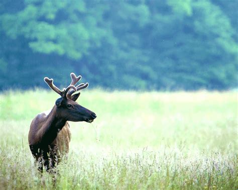 Elk And Other Large Species In Nc Mountains Constrained By Changing