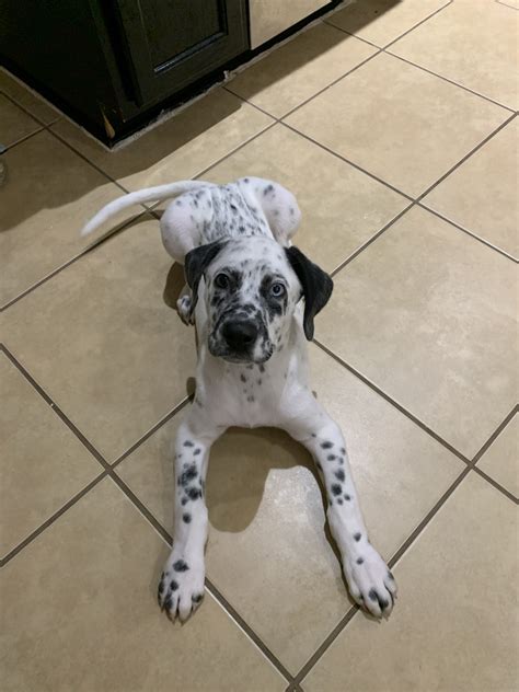 Puppies / pups dalmatian collie x. Dalmatian Puppies For Sale | Austin, TX #333888 | Petzlover