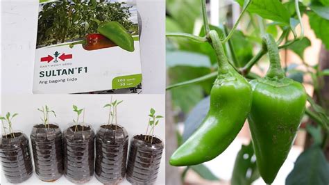 How To Grow Sweet Peppers In Plastic Bottles From Seeds To Harvest At