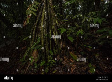 Root System Of Tropical Trees Hi Res Stock Photography And Images Alamy