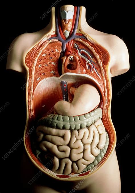 Main purpose is digestion of food by. Plastic model of internal human organs - Stock Image - P880/0017 - Science Photo Library