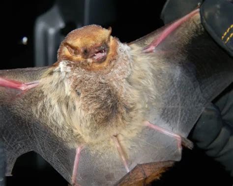 Seminole Bat Facts Diet Habitat And Pictures On Animaliabio