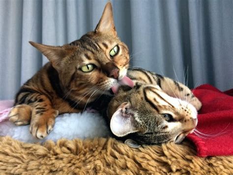 Why Do Cats Groom Each Other Vet Reviewed Licking Behaviors And Reasons