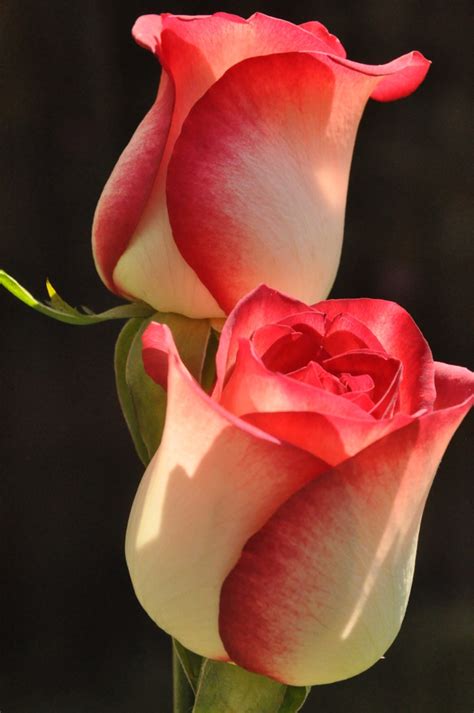 Coisas Belas Preciso Delas As Mais Belas Flores Do Mundo