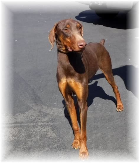 See more ideas about doberman, puppies, doberman puppy. Dog for adoption - Jack, a Doberman Pinscher in Las Vegas ...