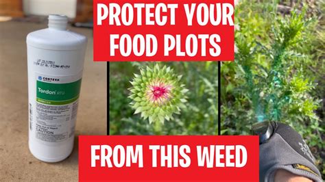 Protect Your Food Plots And Property By Spraying These Invasive Species