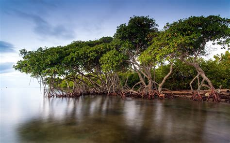 Enviroandchic Mangrove Forests The Most Amazing Ecosystems