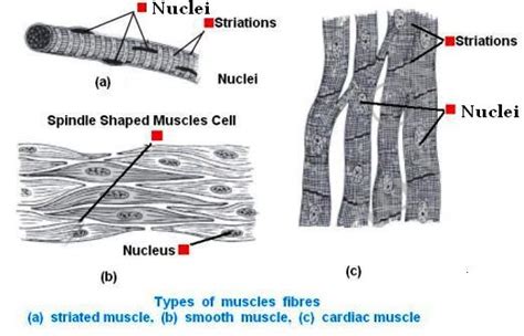 Tendon Diagram Class 9 Animal Tissue And Its Functions Learnfatafat