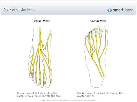 Foot Nerve Chart