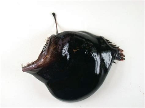 Melanocetus Johnsonii Black Seadevil Anglerfish ペリカンアンコウ Deep Sea