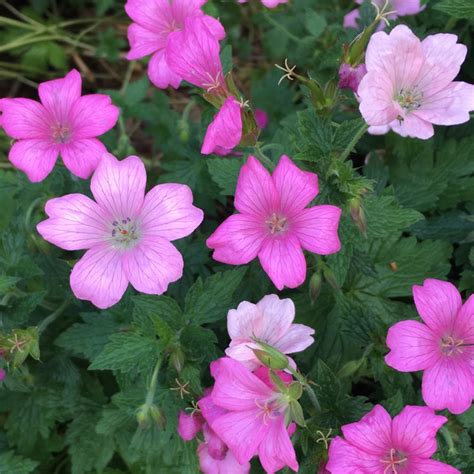 Geranium X Oxonianum Wargrave Pink Oxford Cranesbill Wargrave Pink