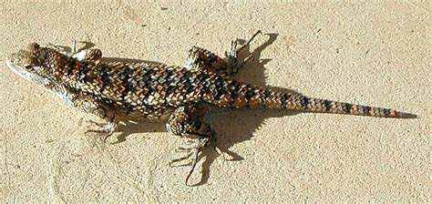 North Texas Lizards Skinks And Geckos