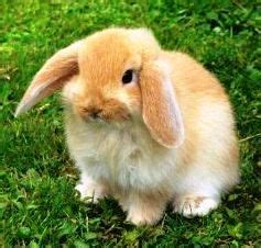 200+ gambar lucu bikin ngakak yang konyol dan gokil abis update terbaru 2018. DUNIA KELINCI HIAS DAN PEDAGING / WORLD RABBIT AND DECORATIVE BROILER: RABBIT DECORATIVE PART II