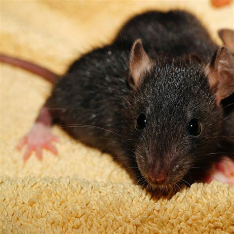 Rat Removal In Orange Beach Al Advanced Pest Control Of Alabama