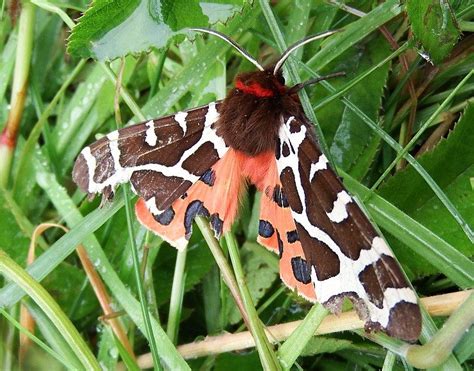 National Moth Night Scottish Wildlife Trust