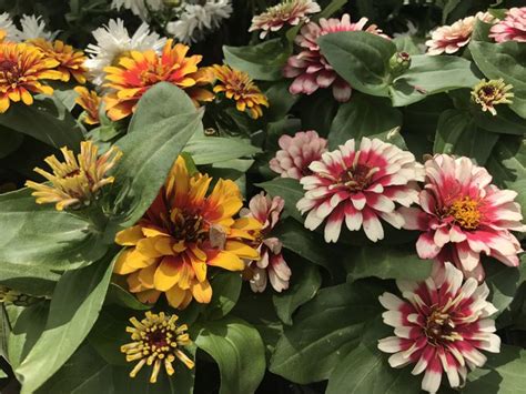 Don't let the muggles™ get you down! Potter flowerss | Flowers, Plants, Nature