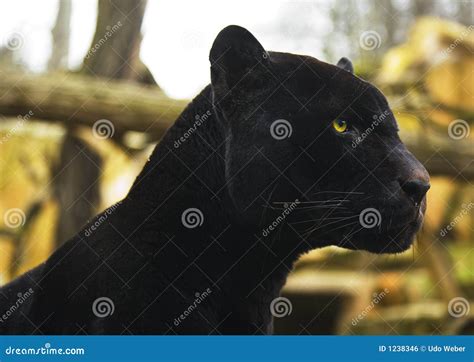 Black Panther Panthera Pardus Pair Mating Royalty Free Stock