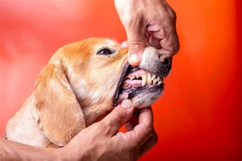Gingivitis In Dogs Symptoms Causes And Treatments Mankato Vets