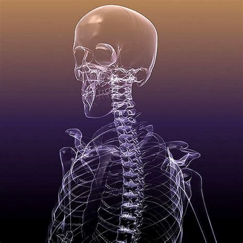 Skeleton Of A Human X Ray Scan Renderready 3d Model