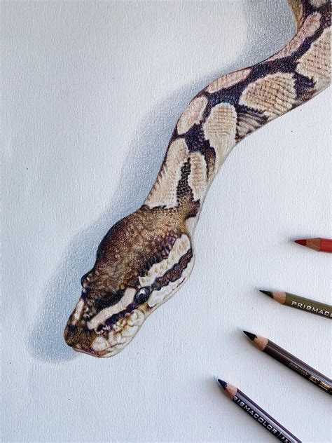 24 Realistic Snake Drawing Color