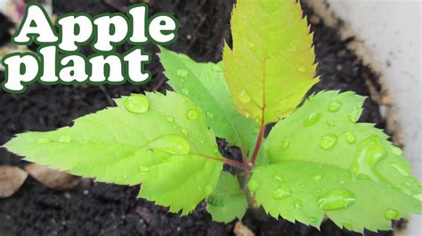 After that, fruits will start forming and developing. How To Grow An Apple Tree From Seeds - Planting Dwarf ...