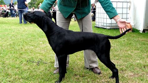 Solid liver or a combination of white and liver. Black German Shorthaired Pointer Puppies - German Choices