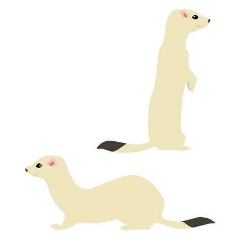 Background Of Pic Of Weasel Illustrations Royalty Free Vector Graphics
