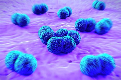 Meningitis Bacteria Photograph By Science Artwork Pixels