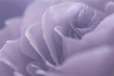 Lavender Rose Digital Download Photography  Printable Etsy