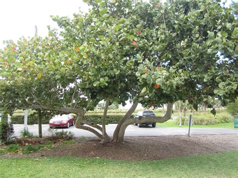 Though there are many more perennials than listed here, each of these plants is commonly used and most are usually available from plant nurseries. Seagrape is a Florida native shrub or tree. High tolerance ...