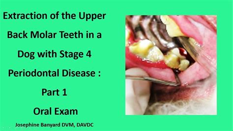 Extraction In A Dog With Stage 4 Periodontal Disease Part 1 Oral Exam