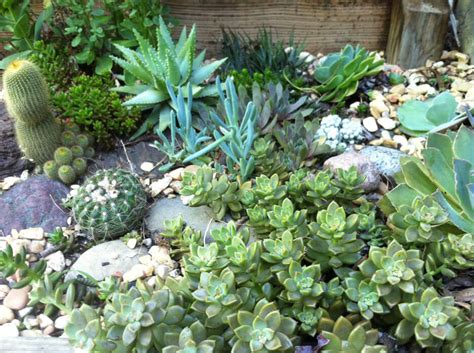 Rocks and succulents are a match made in heaven. How to Create a Rock Garden for Low-Water Gardening