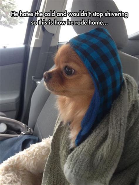 Chihuahua Hoodie Meme Pets Lovers