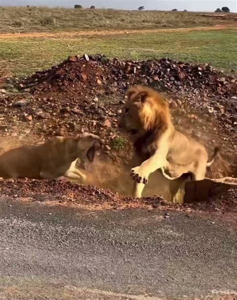 Cola Connoisseur 🇸🇴 On Twitter Damn Even Lions Do The “what The Hell
