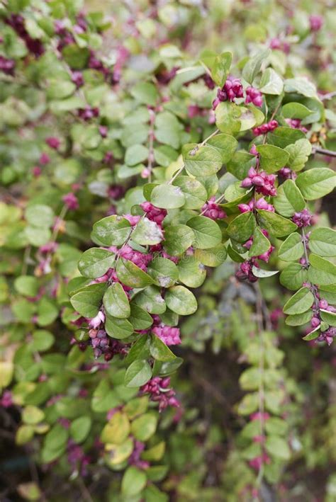 Symphoricarpos Orbiculatus Branch Close Up Stock Image Image Of