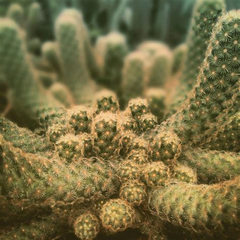 It is my goal to encourage other cactus enthusiasts try their own hand at seed raising. Aa cactus is hard outside but soft inside.. | Soft inside ...