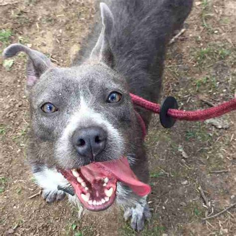 The World's Fluffiest Pit Bull Is Looking For A Family - The Dodo