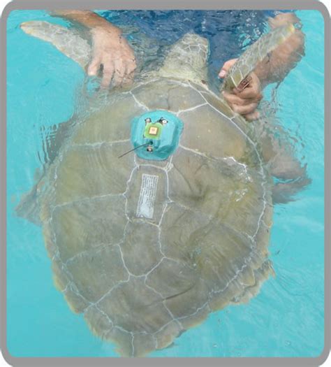 Sea Turtle Tracking Bermuda Turtle Project Juvenile Green Turtle