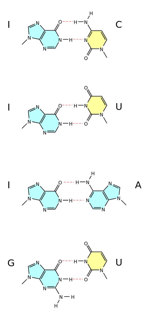 Pourquoi Y A T Il Exactement Quatre Nucléobases Dans Ladn