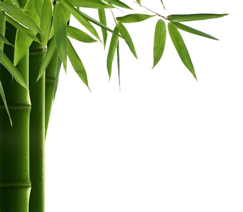 Black leaves png transparent image for free, black leaves clipart picture with no background high quality, search more creative png resolution : Download Bamboo Leaf Hd HQ PNG Image | FreePNGImg