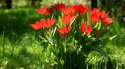 A large collection of gif tulips, more than 100 pieces of animated pictures in gif format. Is It Ever OK To Skip a Parent's Funeral?