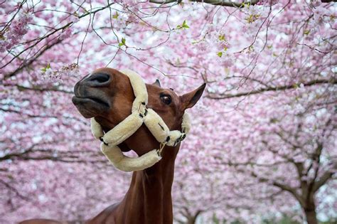 Horse Head Collars | Horse Lead Ropes UK | Just Equine