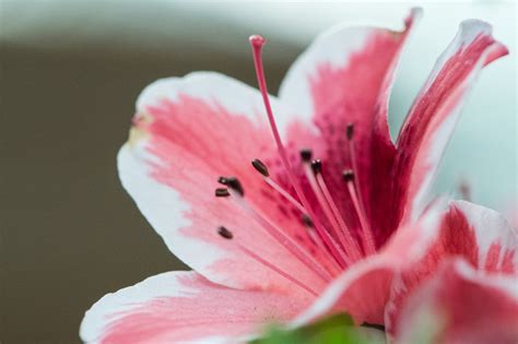 Pink Petaled Flower Selective Focus Photography · Free Stock Photo