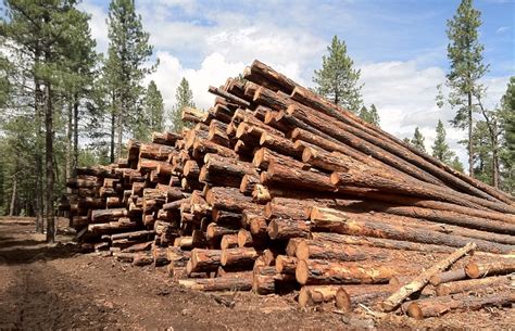 Forest Logging Its Types Impacts And Solutions